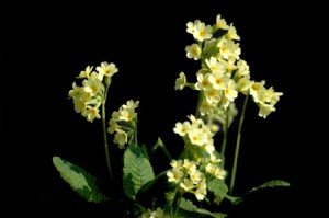 Teeblume